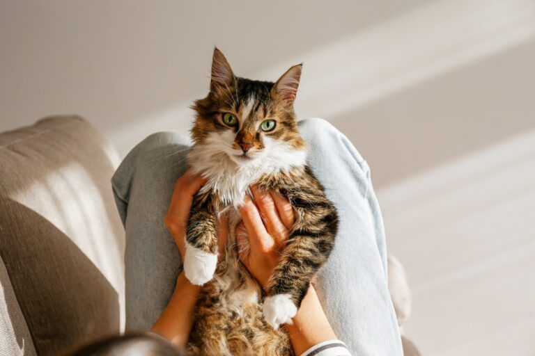 A comprehensive checklist for pet screening, laid out on a tablet, with a magnifying glass hovering over it, symbolizing thorough compliance for residential property managers, with a subtle background of apartment buildings.